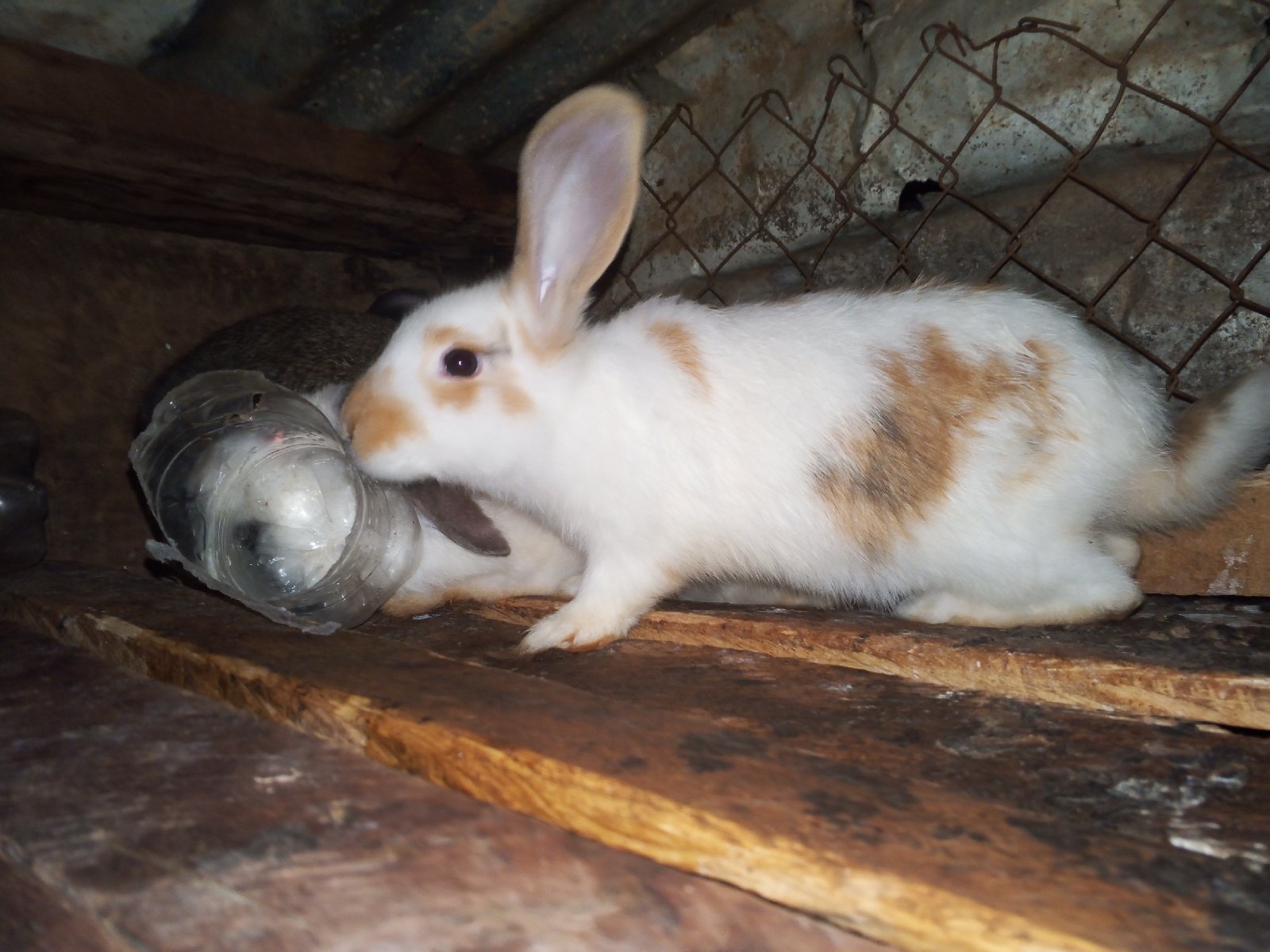 lapins tout âge disponible