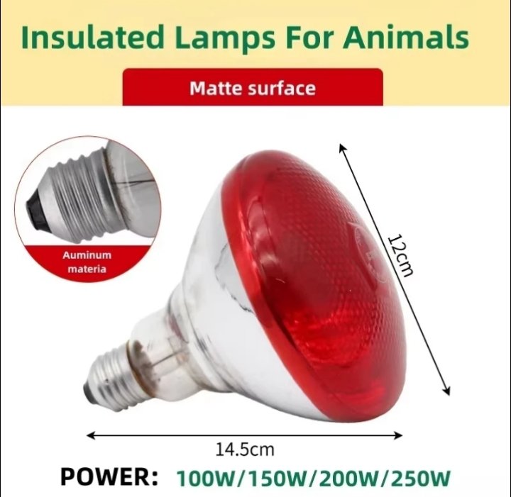 ampoule chauffante 100w