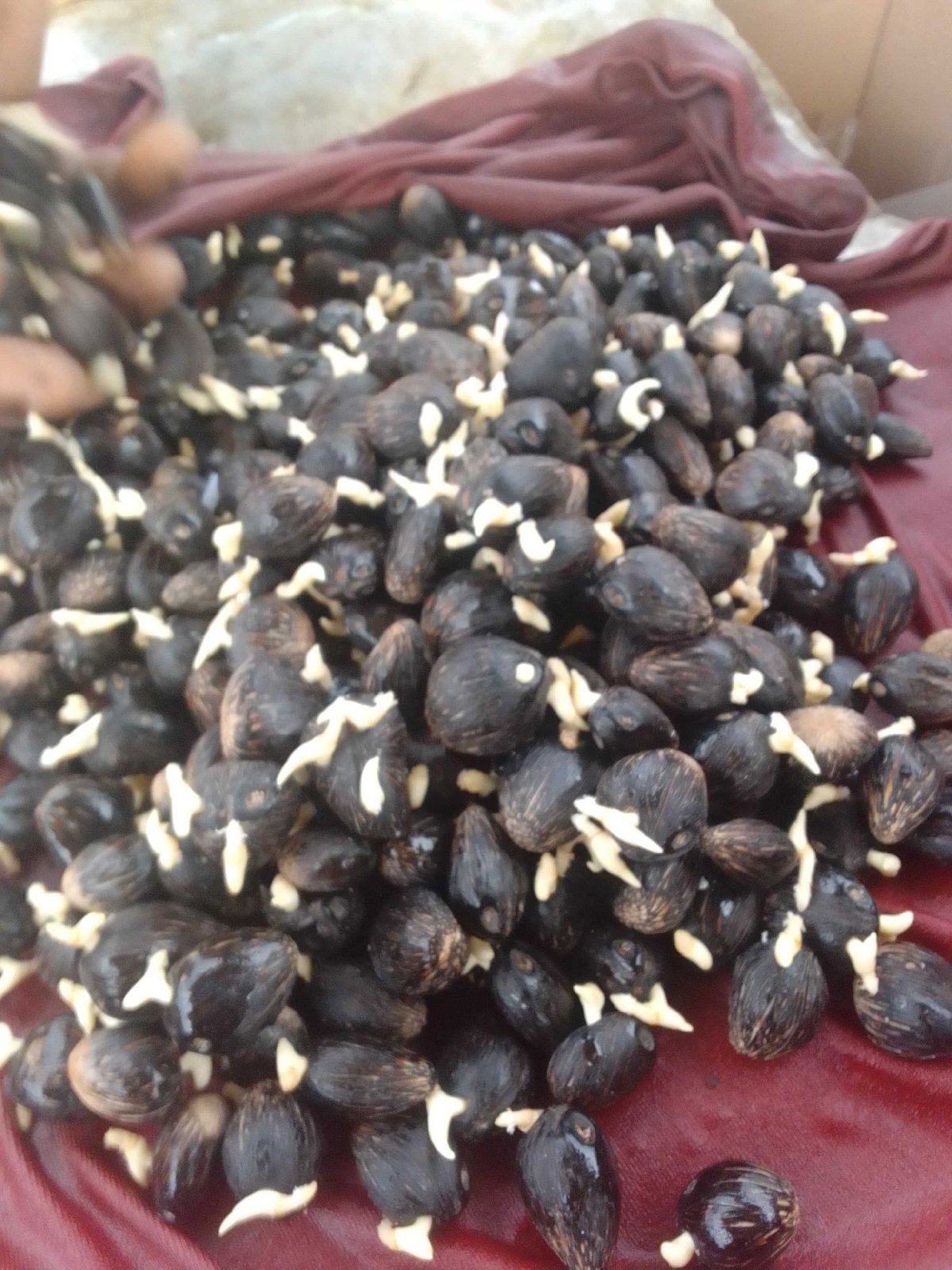 graine de palmiers pré germé de tenera — photo 1