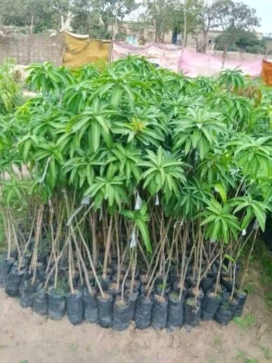les jeunes plants forestière et fruitier