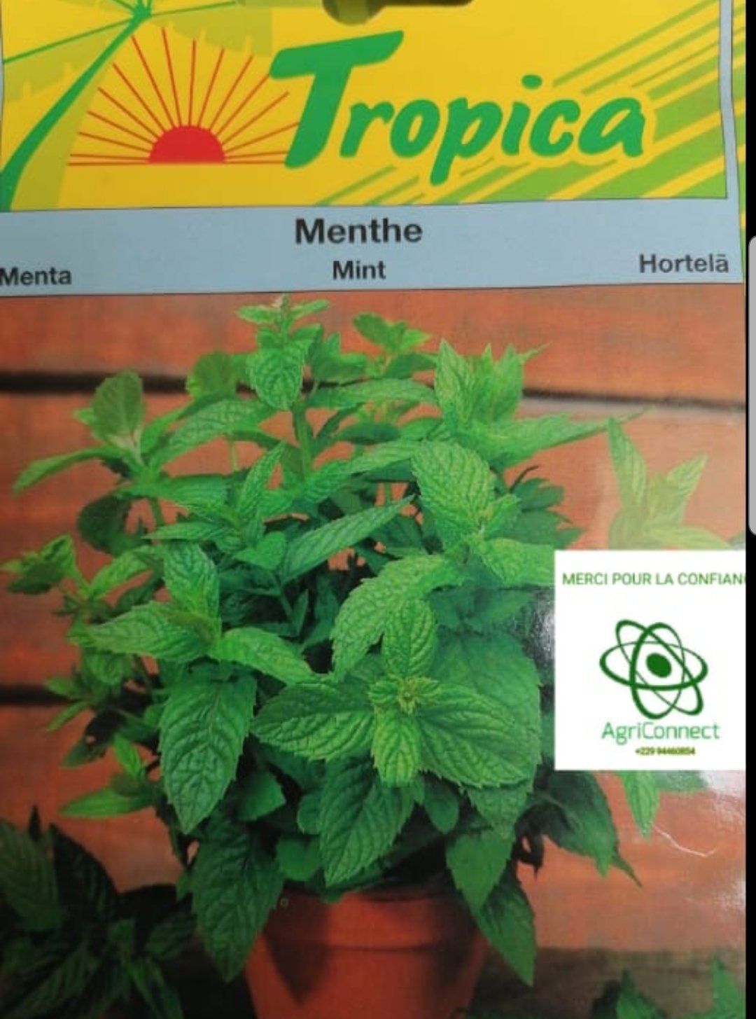 Semence menthe