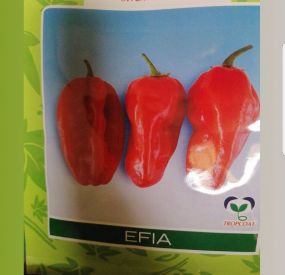 Piment Efia