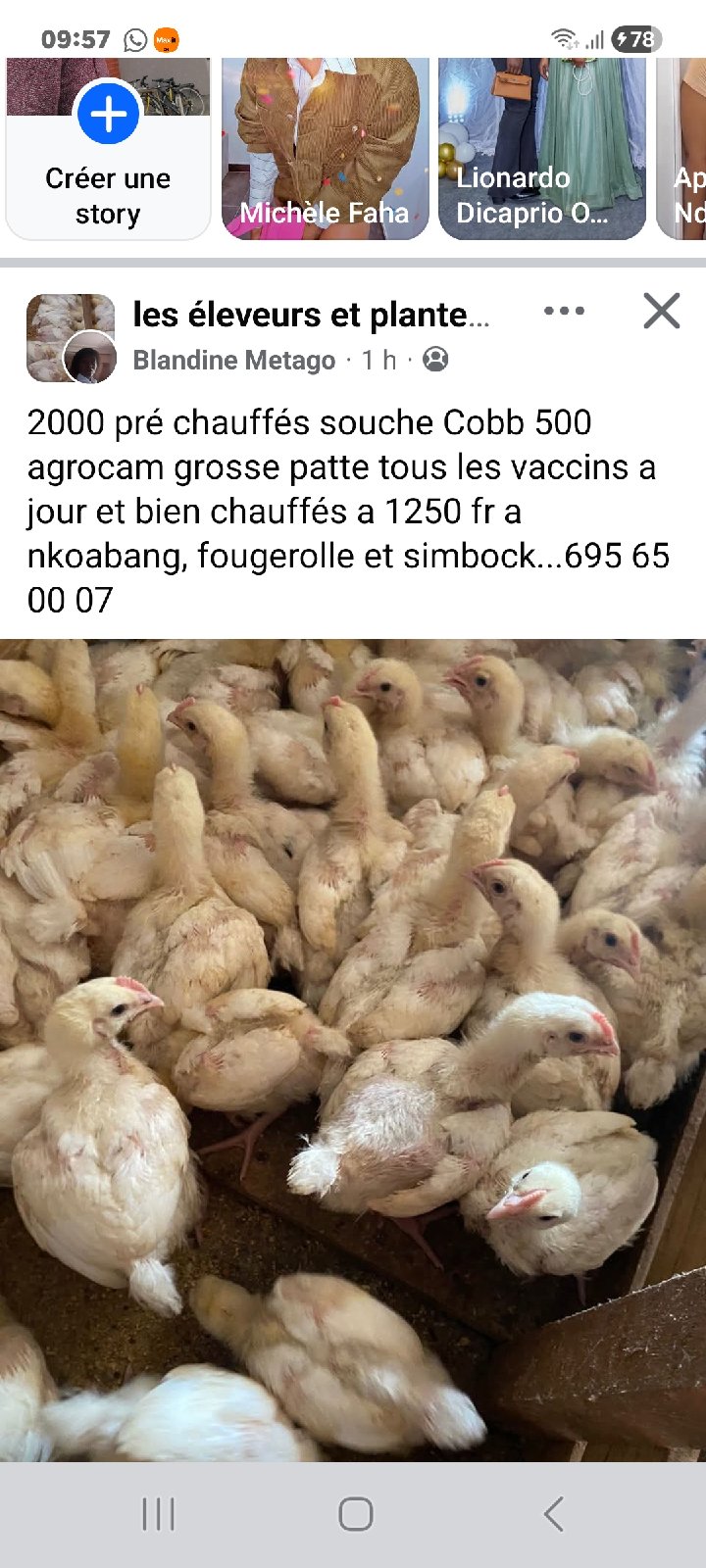 poulet chairs — photo 1