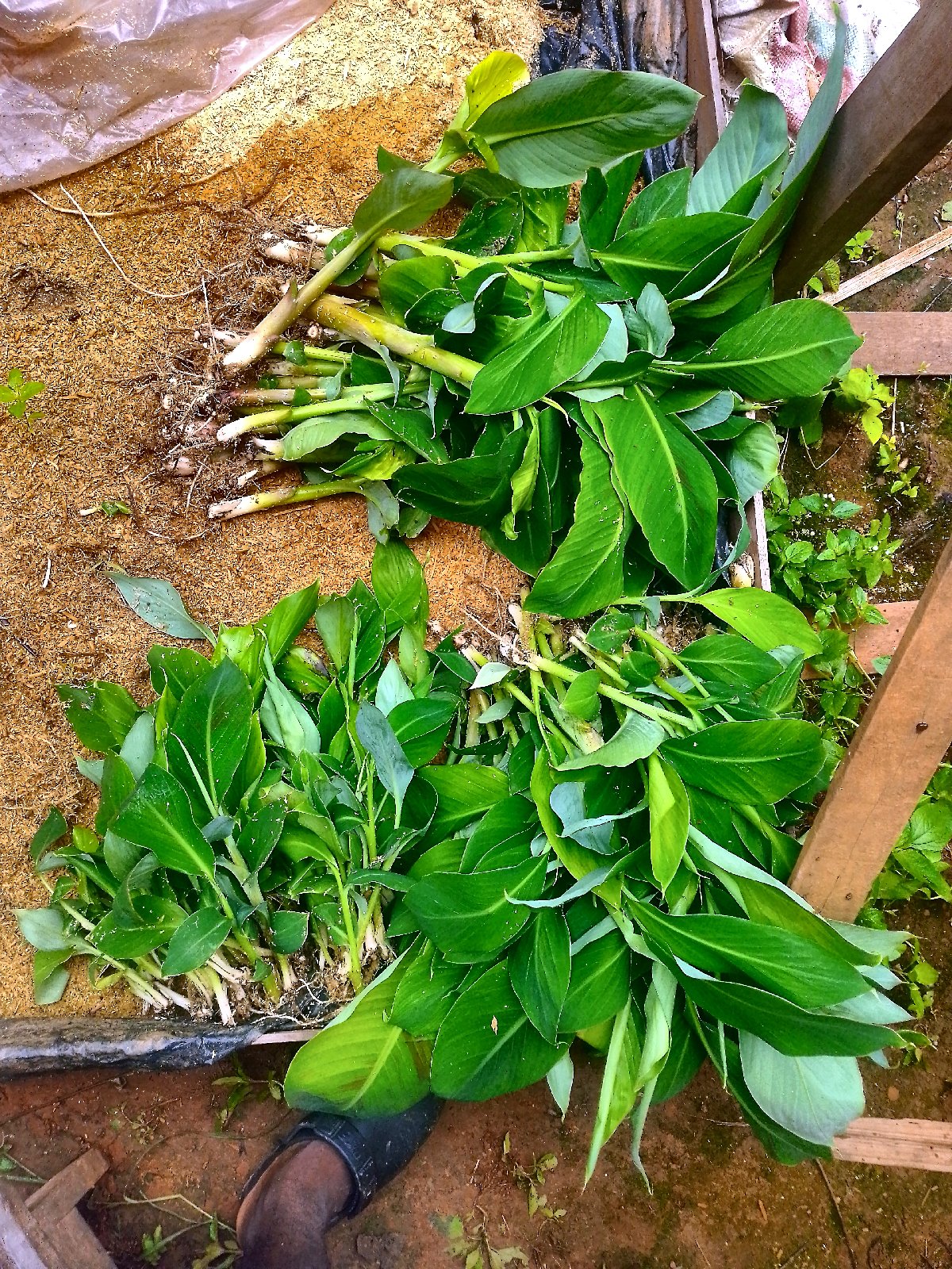 pif banne plantain disponible en commande et précommande. — photo 1