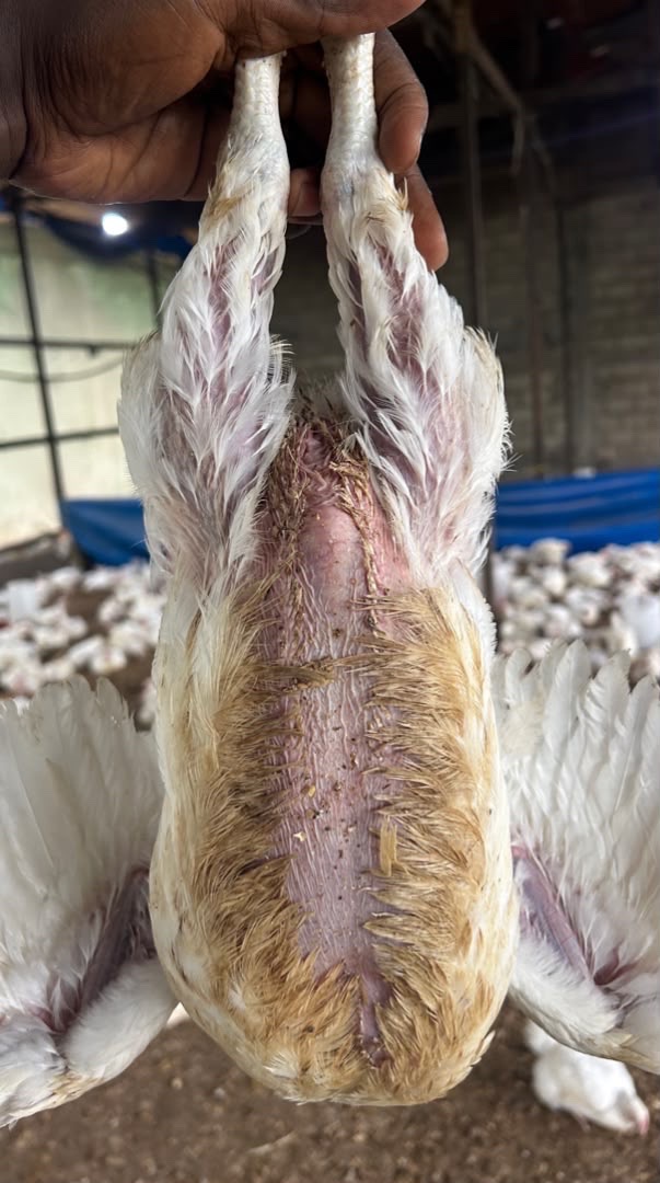 Premium Broilers – Ready for Sale — photo 1