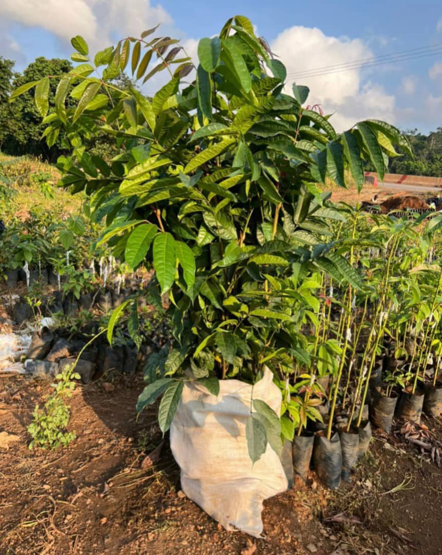 plant de safourtier bien développer disponible à grande quantité