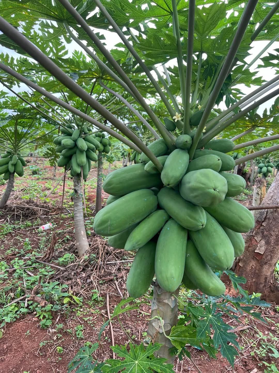 plants de papaye variété calina