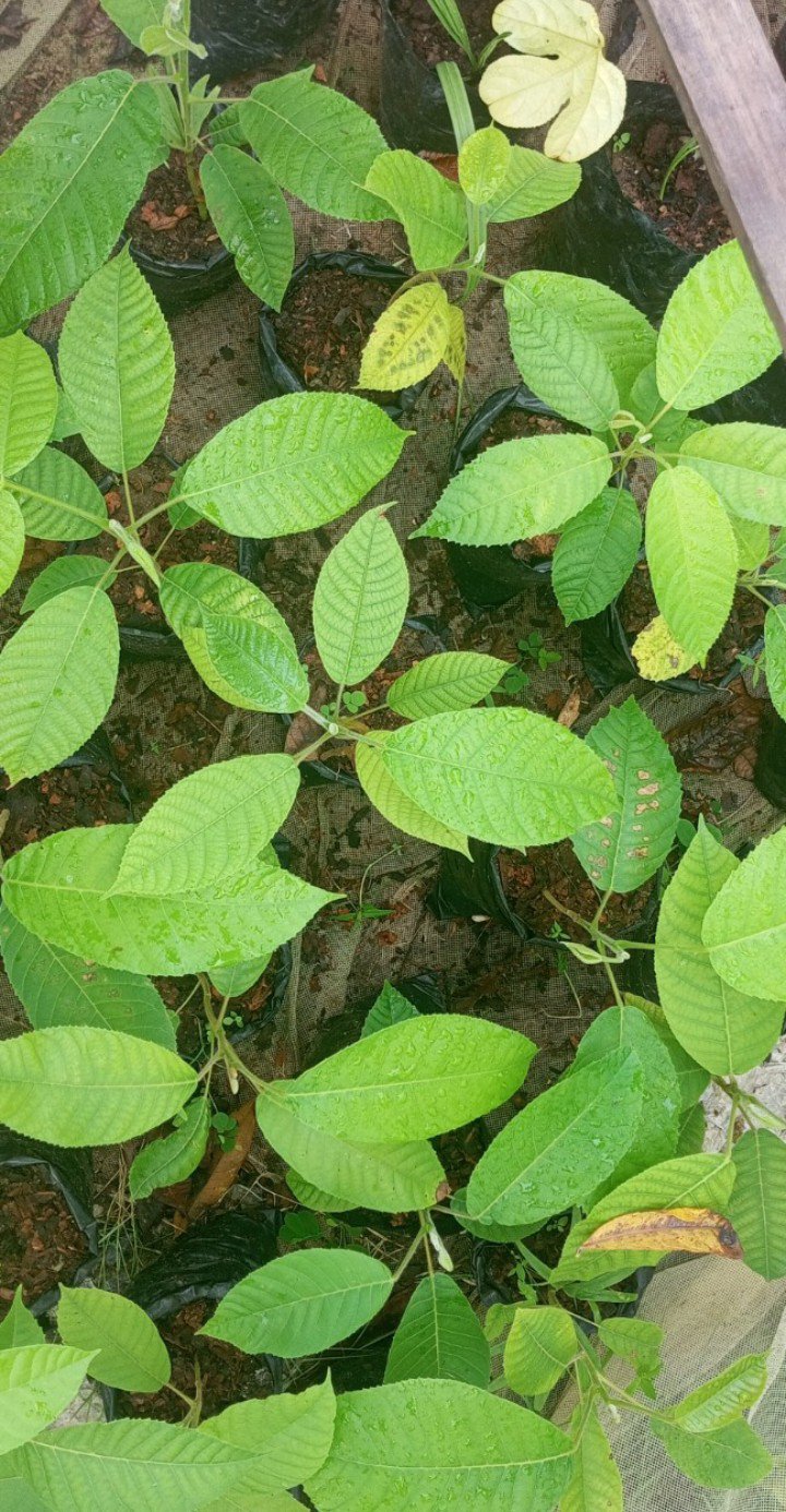 Pépinière plant fruit noir