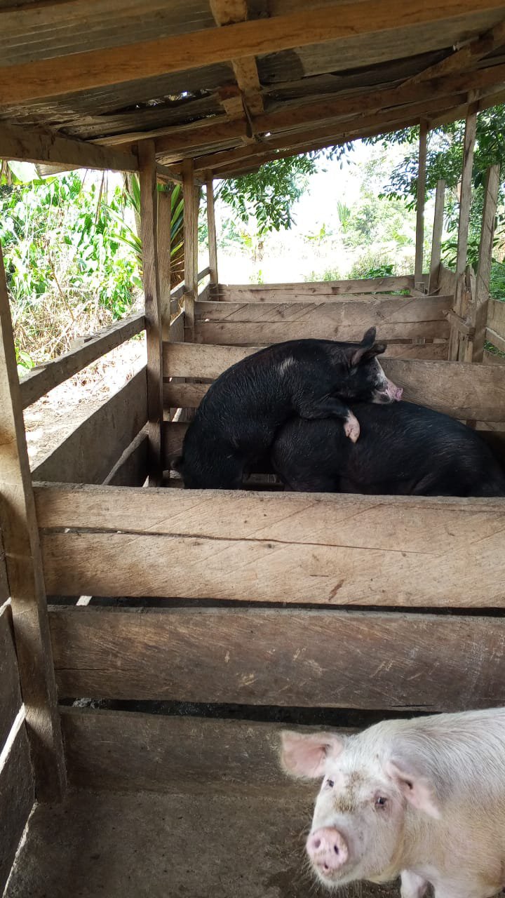 porcs de race disponible, pour la reproduction et pour la consommation.