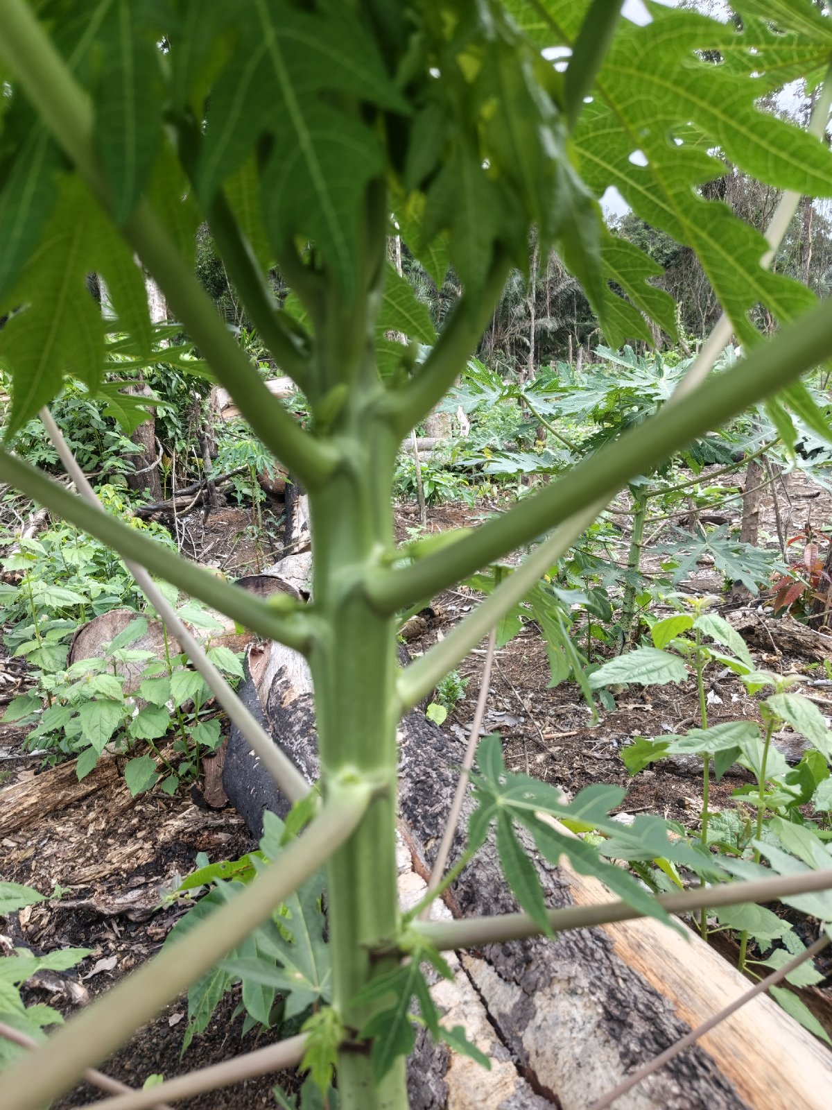papaye maradol — photo 1