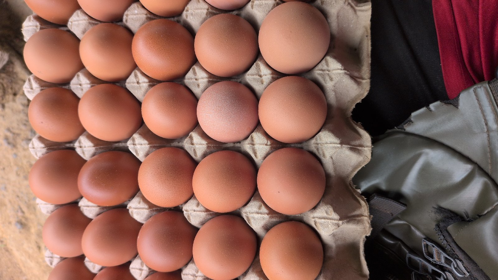 oeuf de table