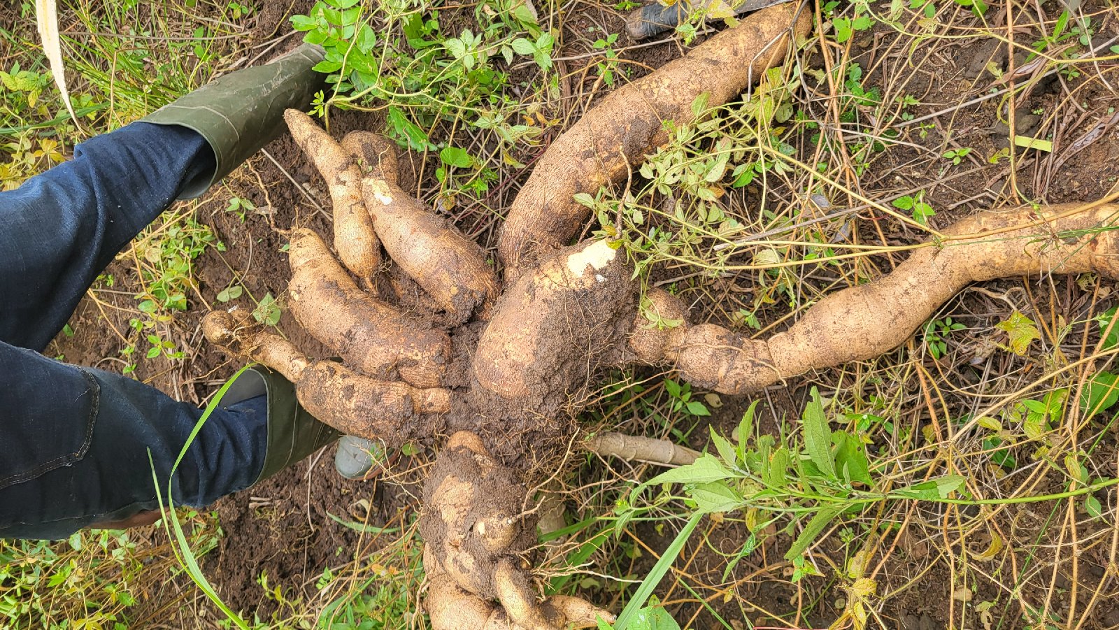 2 ha manioc disponible 677350349 — photo 1