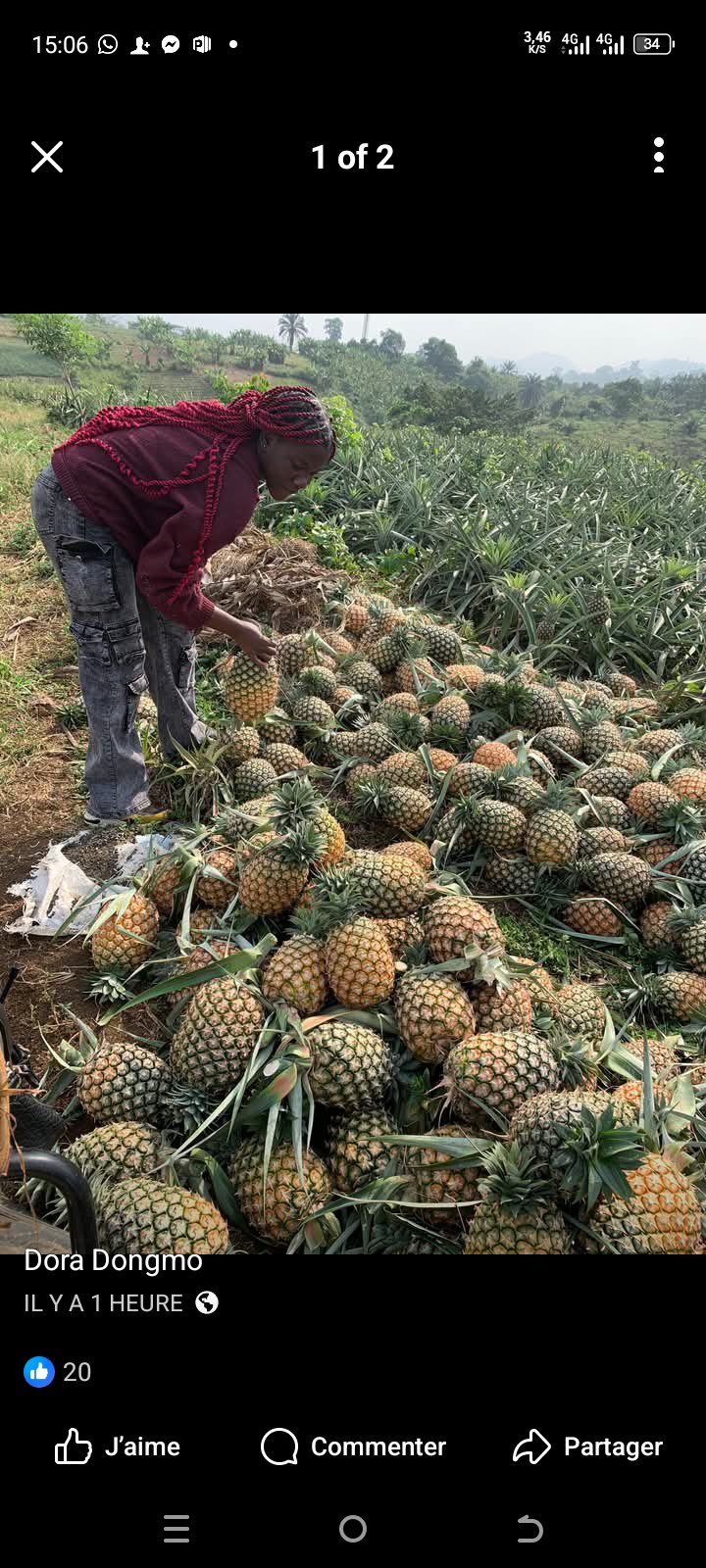 ananas en vente prix kilo 150 f