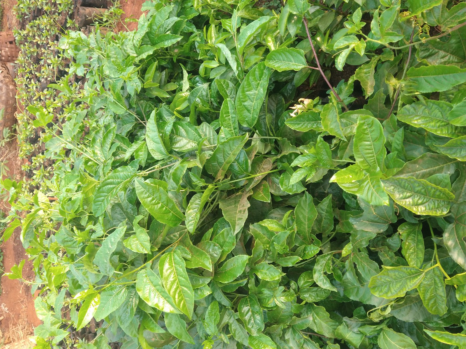 plants de fruits de la passion — photo 1