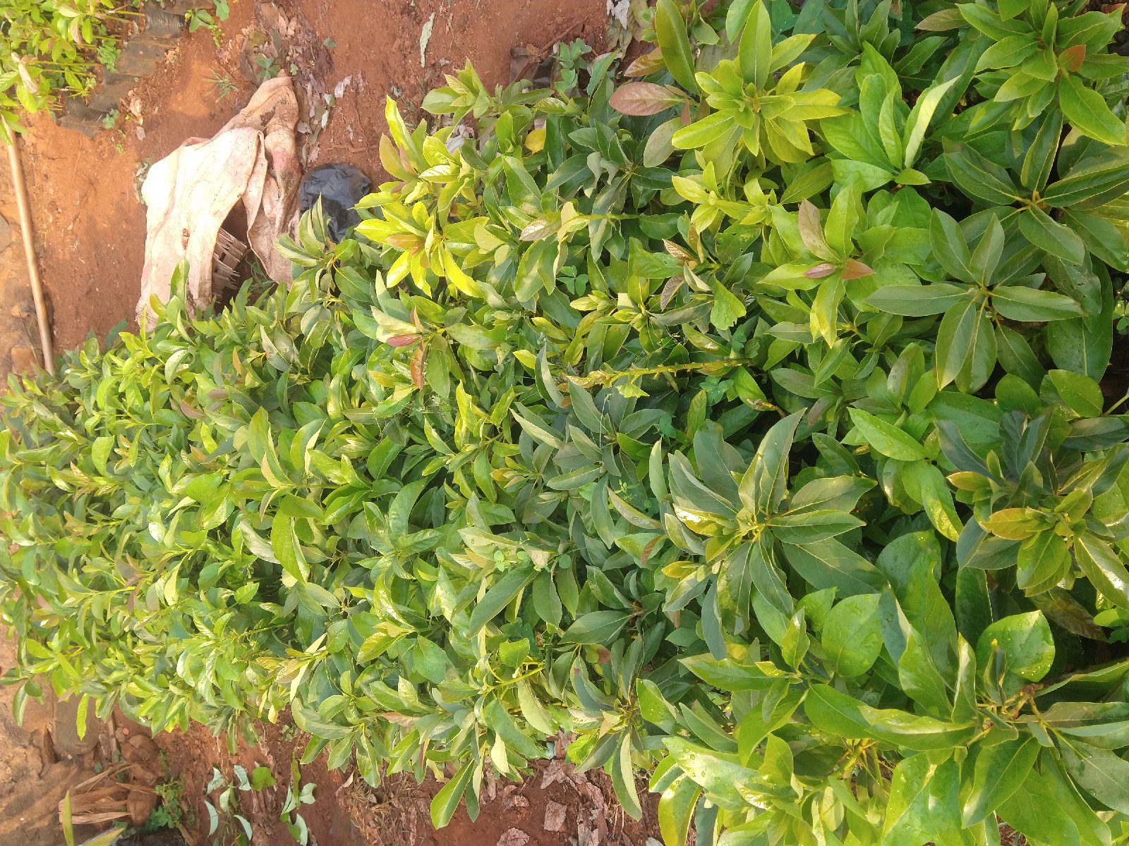 Plants d'avocatiers greffés