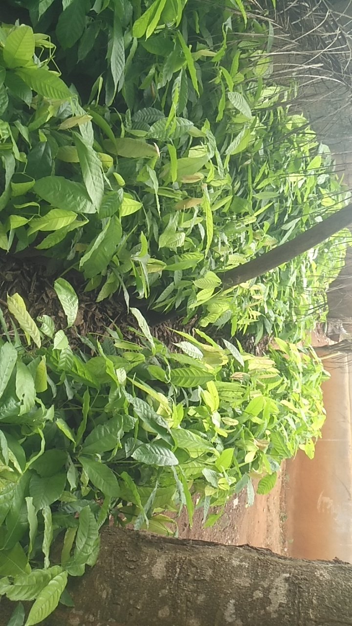 pépinière de cacao 1.300 pieds a vendre à Yaoundé, contact 691648604 — photo 1