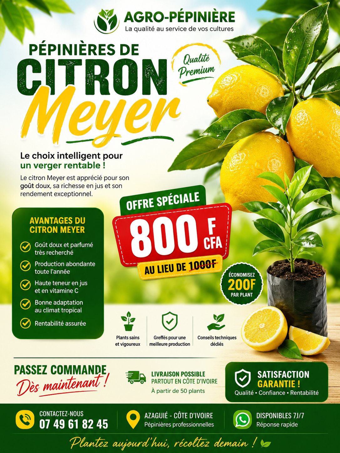 citronier 4 saison