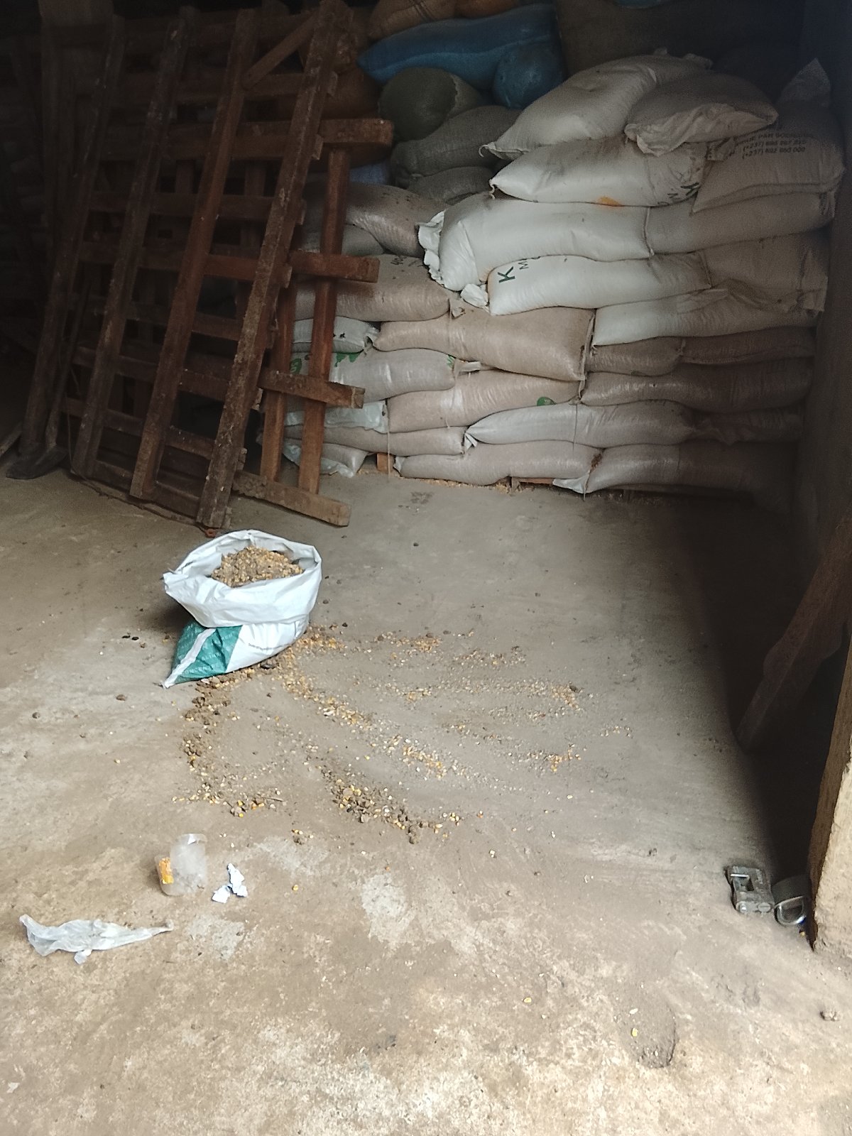 plus de 2000kg de maïs — photo 1