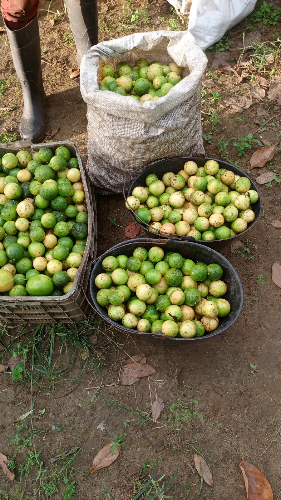 citron