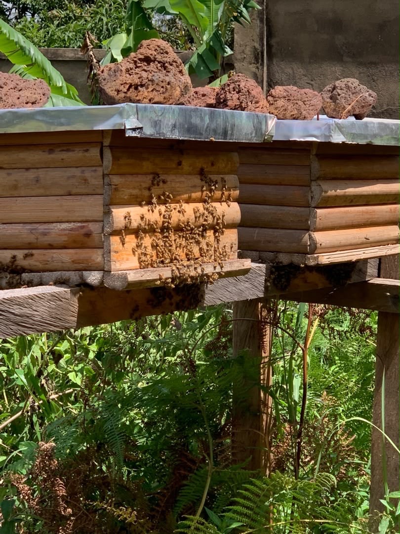 Apiculture approfondie
