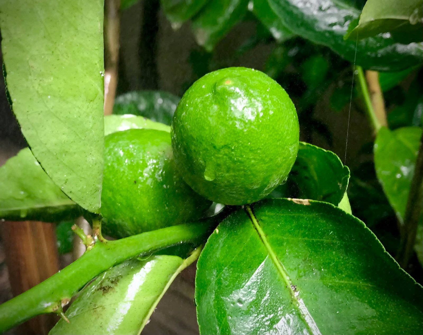 citron en qualité et en quantité !!! — photo 1