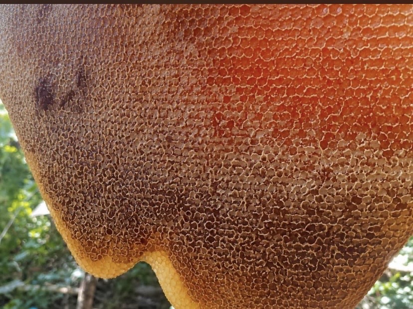 l’argent ce trouve dans l’apiculture — photo 1