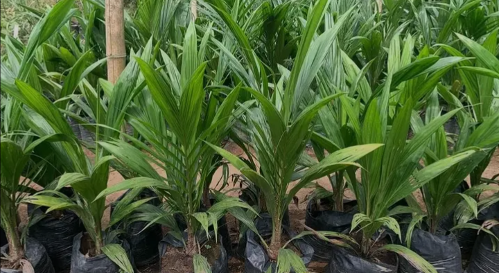 plants de palmiers à huile et plants de cocotiers