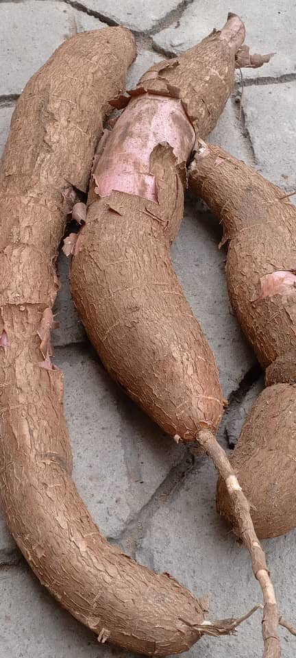 manioc a vendre