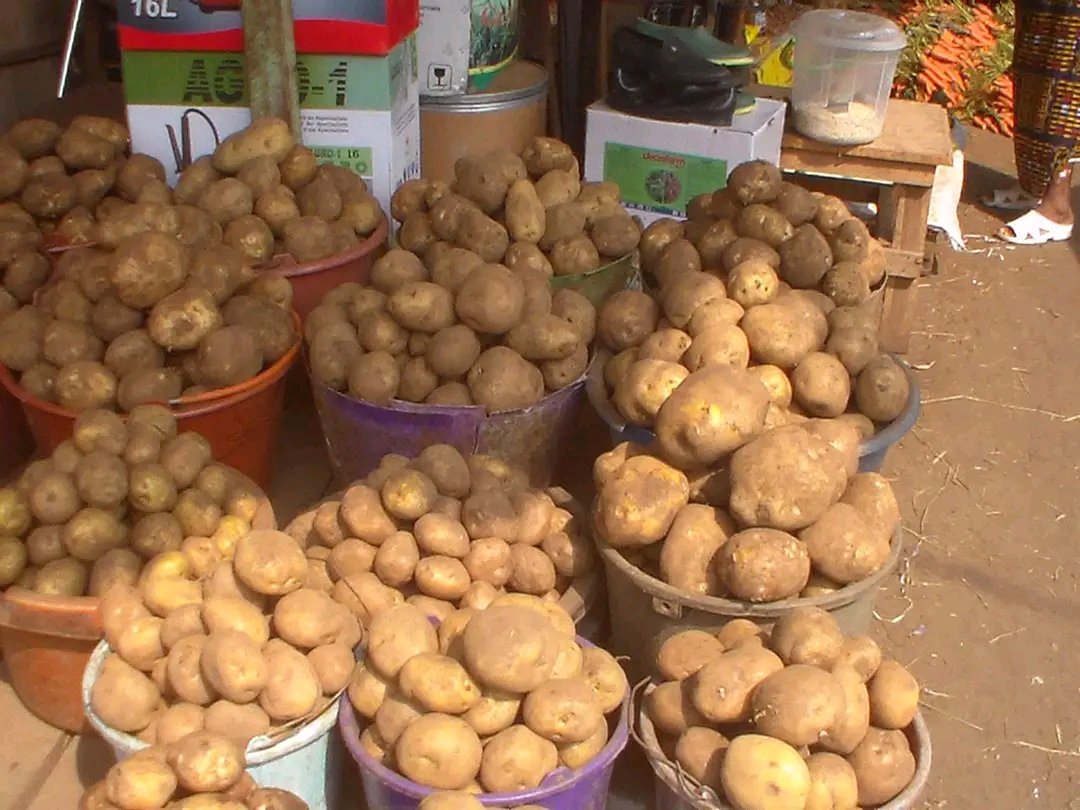 pommes de terre — photo 1