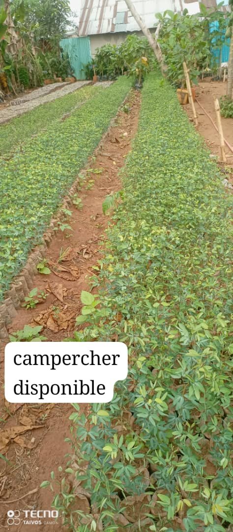 Vente des semences de bonne qualité