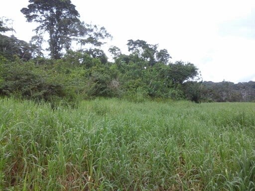 terrain agricole — photo 1