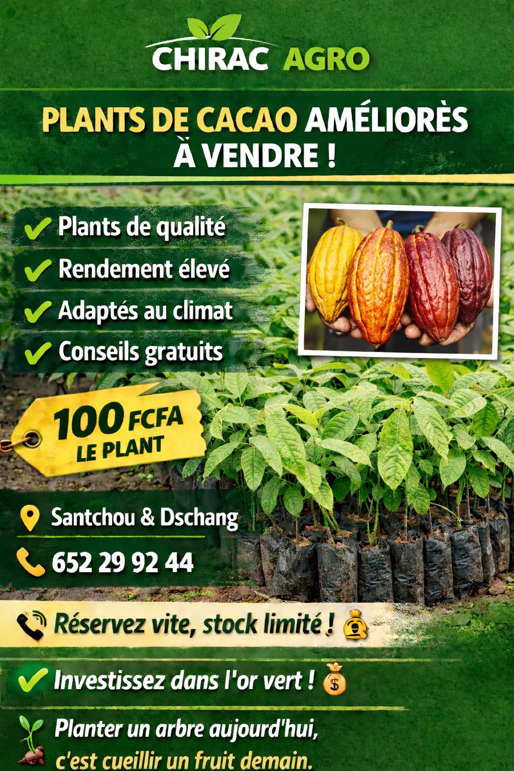 plant de cacao — photo 1