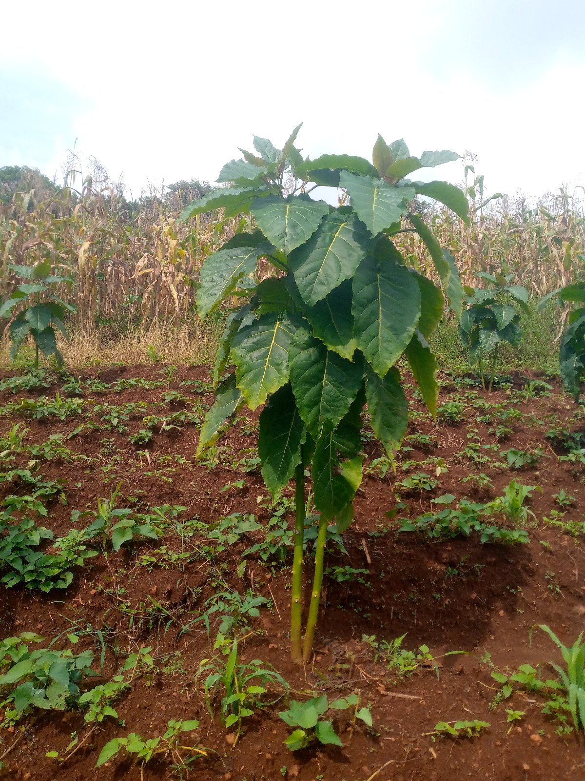 le tamarillo bientôt disponible