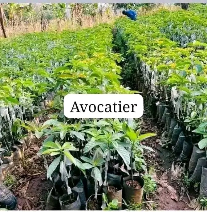 vente des jeunes plants d avocatier greffé a bon prix