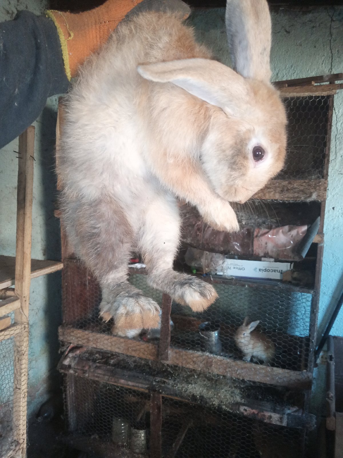 Lapins et lapereaux disponibles — photo 1