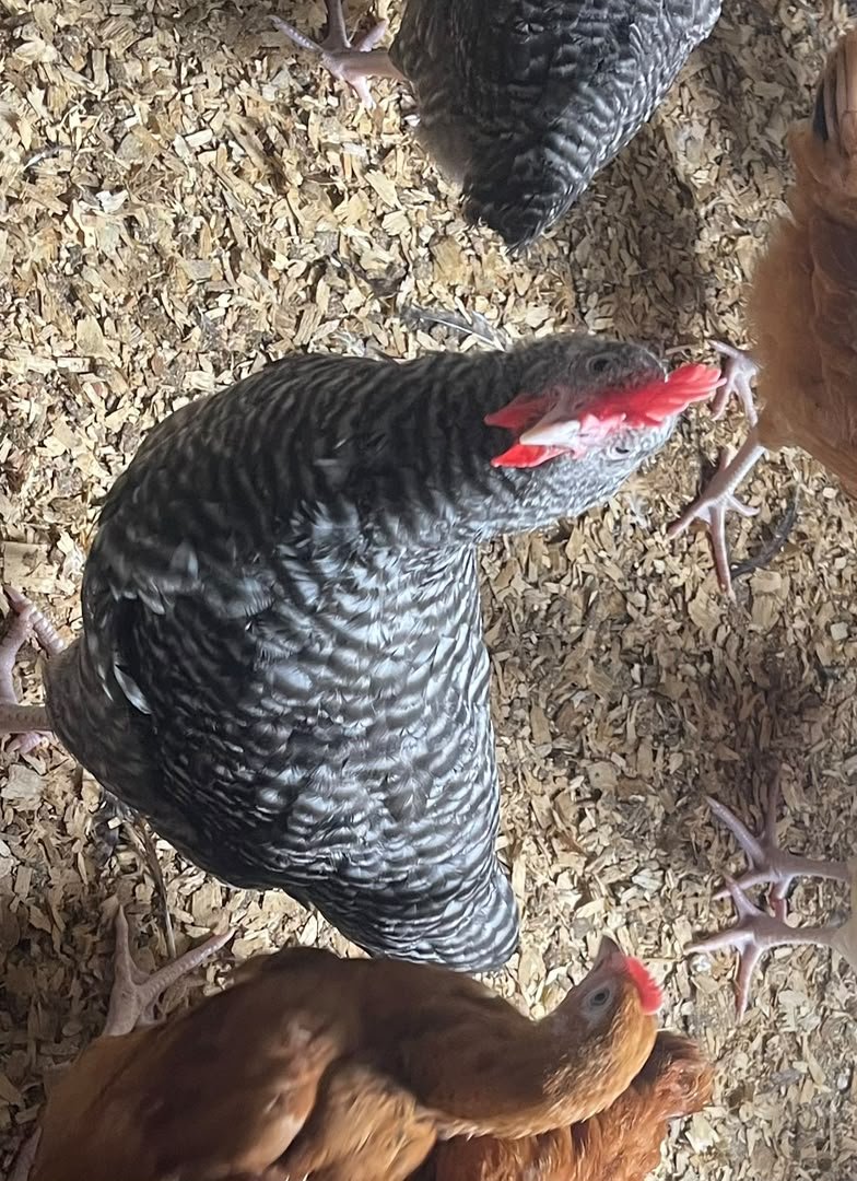 poulet Goliath pret à consommer — photo 1