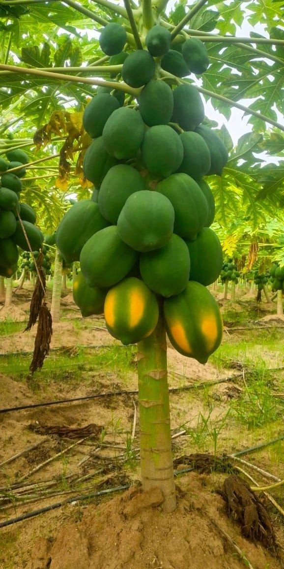 fleuriste Alvin Garoua — photo 1