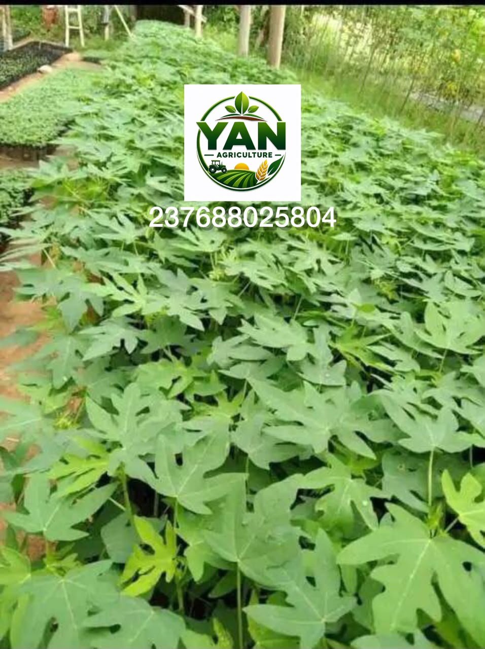 plants de papaye disponible