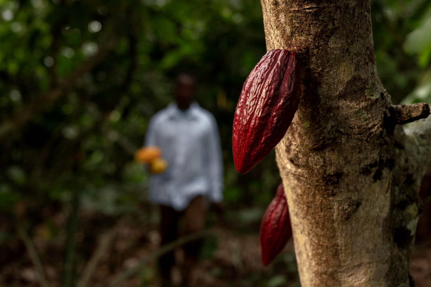 Ghana's Cocoa Sector Faces Financing Crisis Despite 2025 Recovery