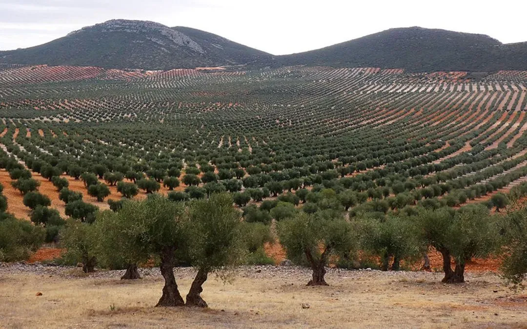 quixote