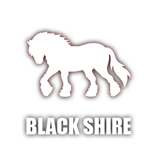 Black Shire