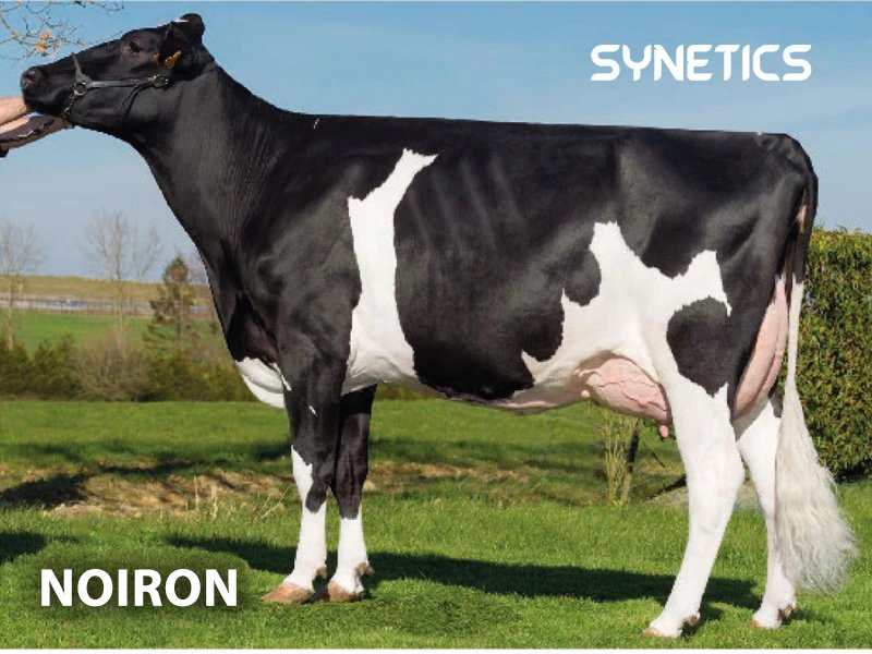 Noiron (francia) pajilla importada