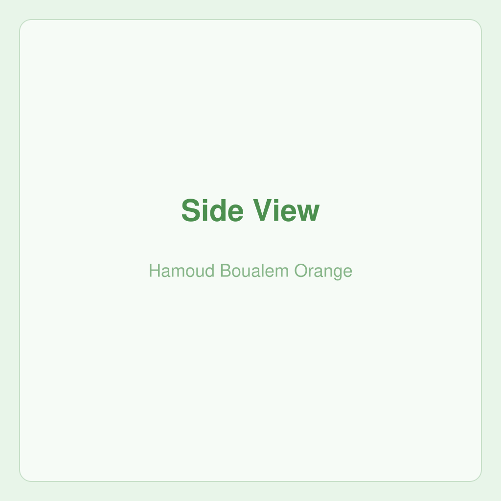 Hamoud Boualem Orange — photo 2