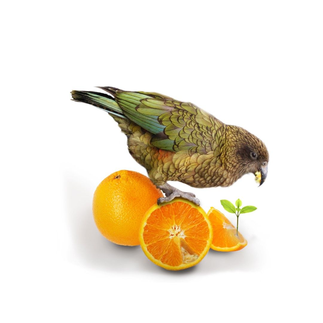 Kea & Oranges surreal art print by Donna O’Donoghue featuring a kea standing among whole and sliced oranges.
