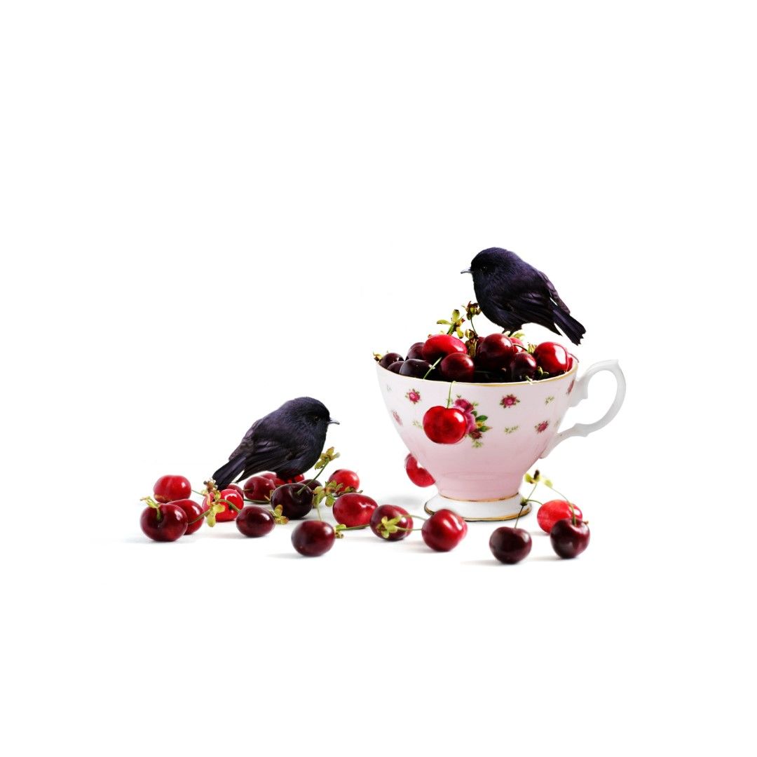 Black Robin Cherry by New Zealand artist Donna O’Donoghue