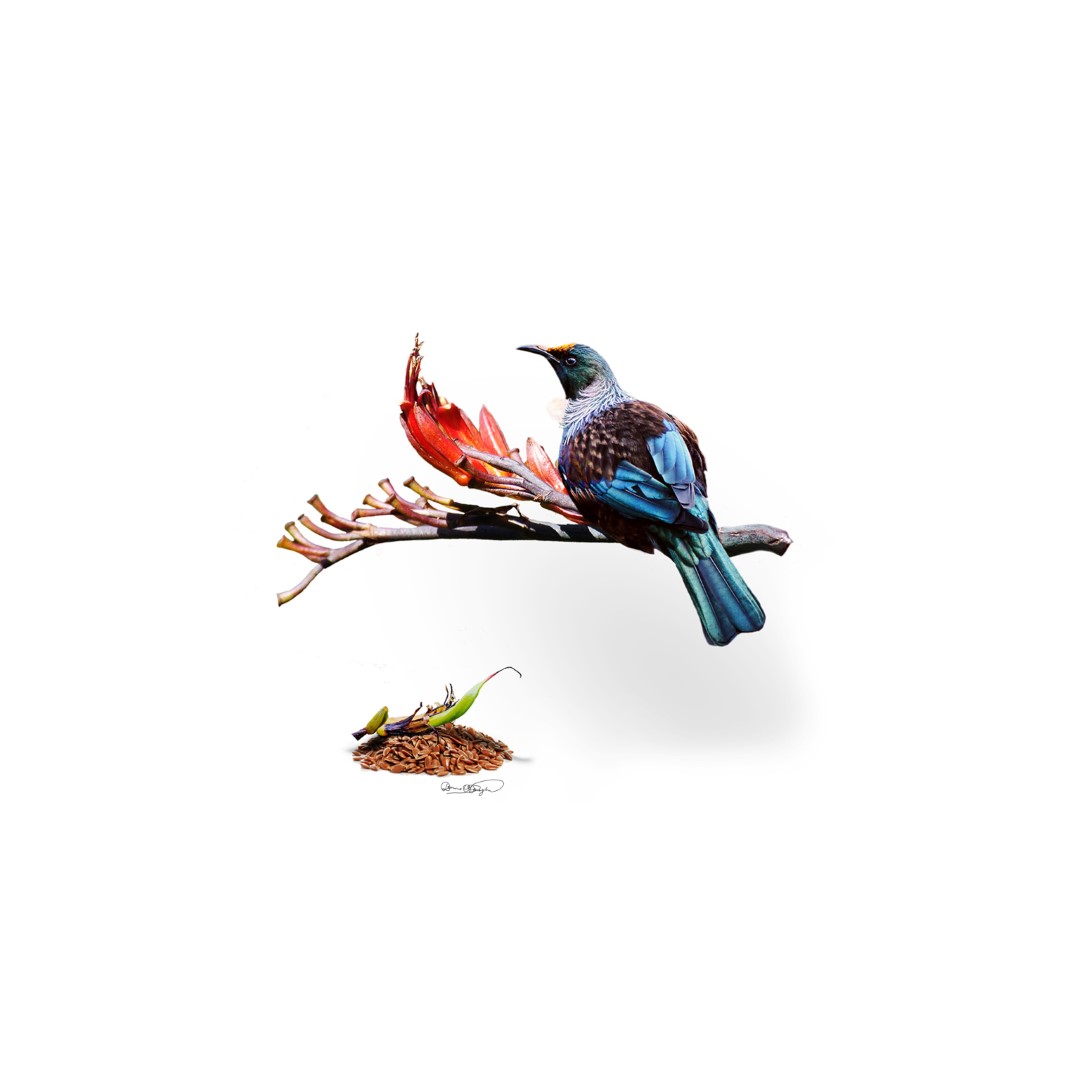 Tūī & Flax surreal art print by Donna O’Donoghue featuring a tūī perched on a flowering harakeke branch above a small pile of seed.