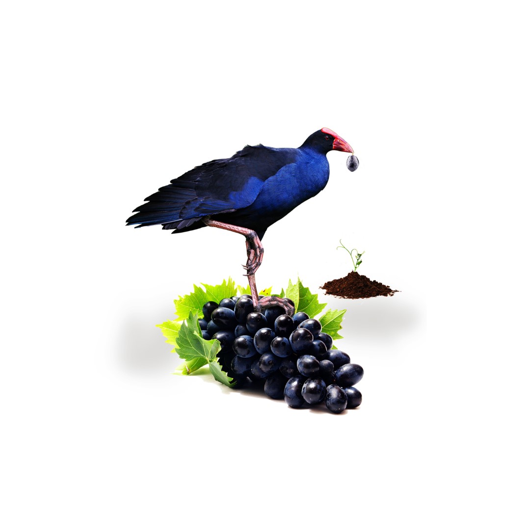 Pukeko Grape surreal art print by Donna O’Donoghue featuring a blue pūkeko standing on a bunch of dark grapes.