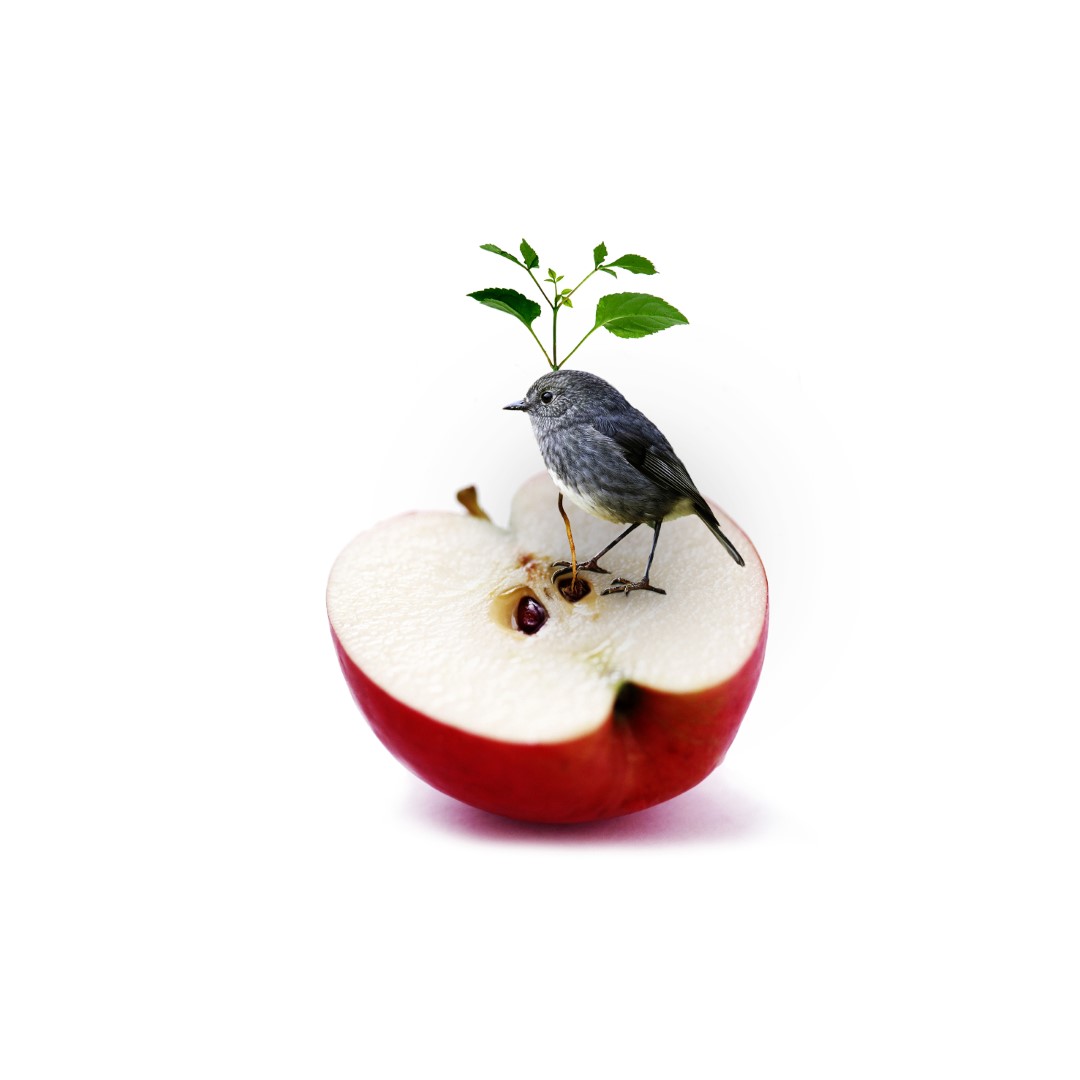 Robin Apple surreal art print by Donna O’Donoghue featuring a small grey robin standing on a halved red apple with a green sprout above it.