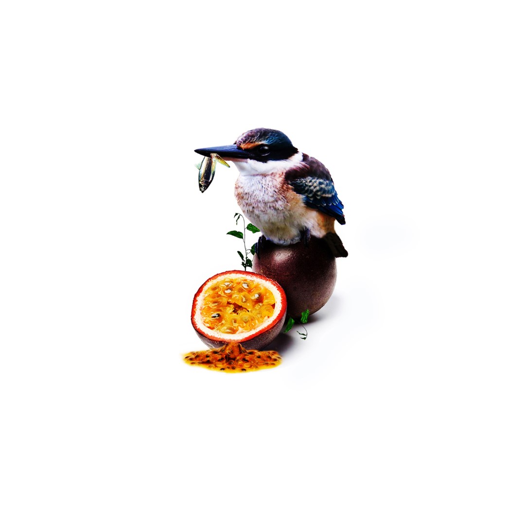 Kingfisher Passionfruit surreal art print by Donna O’Donoghue featuring a kingfisher perched on a passionfruit with a small fish in its beak.