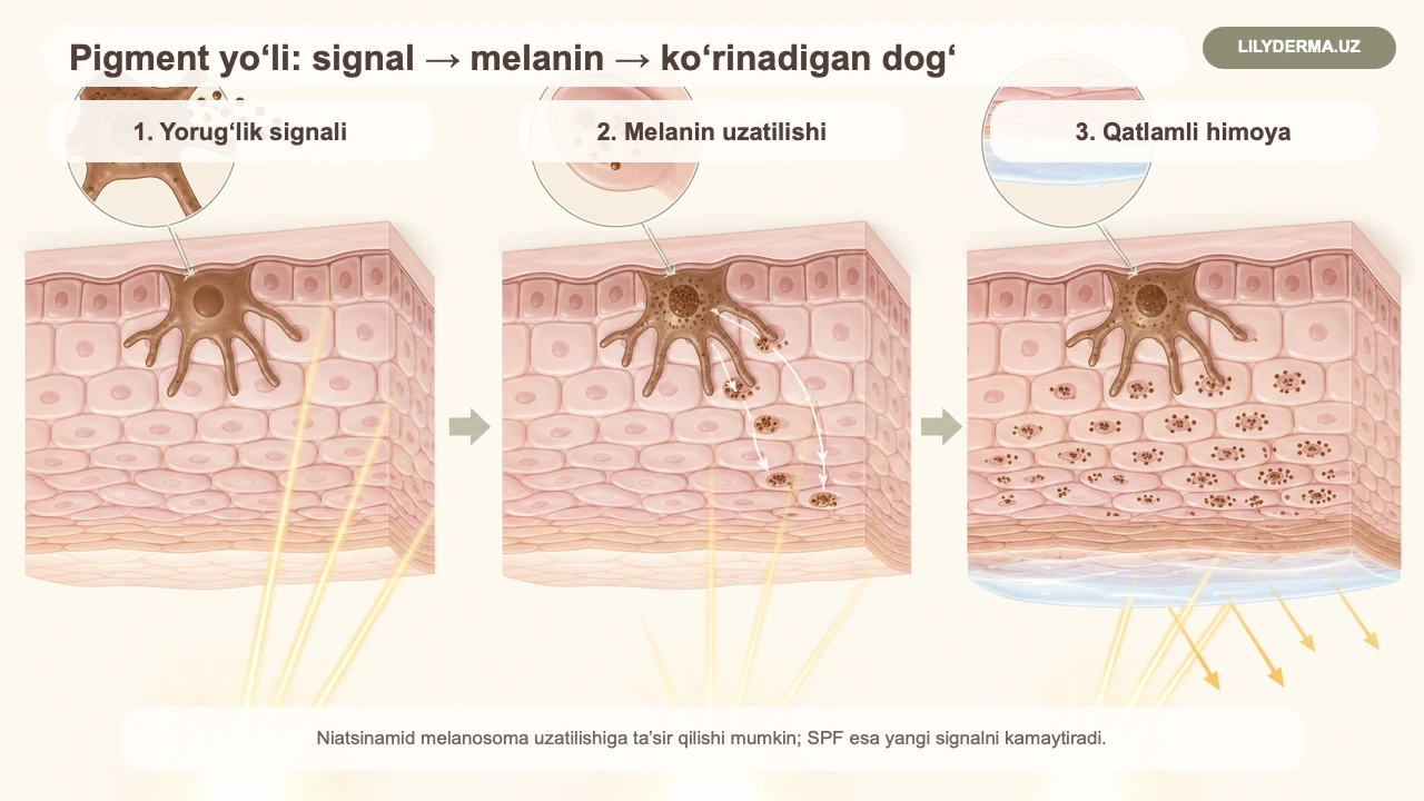 Pigmentatsiyaga qarshi krem tanlash: aktiv va SPF — jurnal rasmi 2